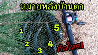 หมายนี้ ปลาช่อนกัดไม่ระเเวง​ #ปลายาง9.5