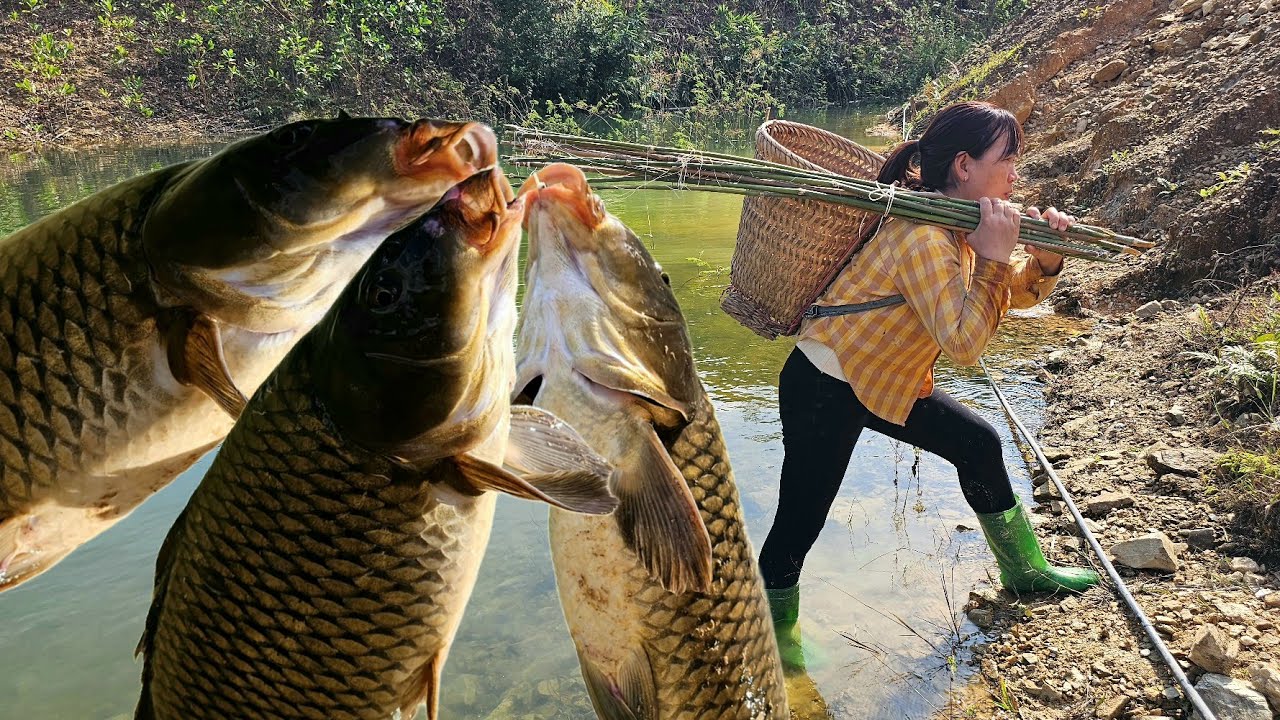 Traditional fishing skills - The girl caught a giant carp with a bamboo fishing rod on the river.