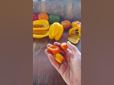 Diferencia entre Chile Manzano, Chile Habanero y Pimiento Morrón 🙌‼️