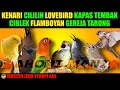 MASTER 7 BURUNG | KENARI CILILIN LOVEBIRD  KATEM CIBLEK FLAMBOYAN GEREJA TARUNG Jeda Terapi Air