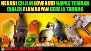 MASTER 7 BURUNG | KENARI CILILIN LOVEBIRD KATEM CIBLEK FLAMBOYAN GEREJA TARUNG Jeda Terapi Air