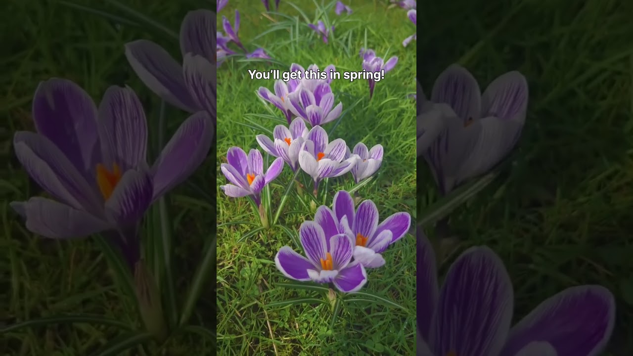 YOU CAN DO IT! Crocus lawn 😍 