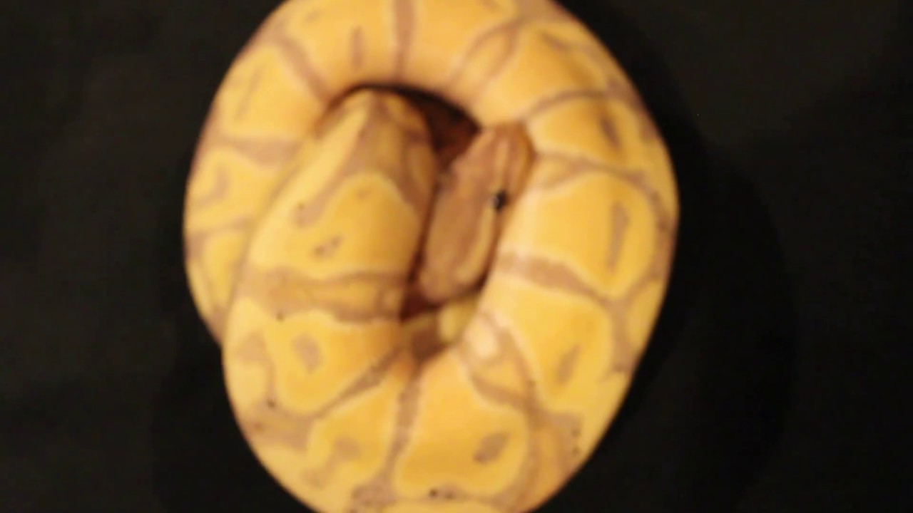 pythons for sale A Few Ball Python And A Western Hognose