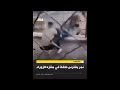 هجوم نمر على طفل خلال عيد فطر في بغداد الزوراء طلع عايش هجوم نمر على طفل خلال عيد فطر في بغداد الزوراء طلع عايش