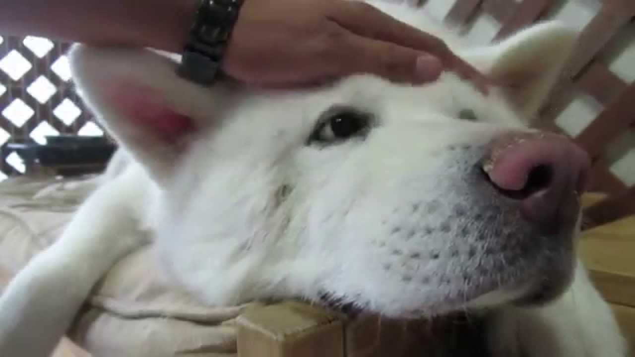 【秋田犬げんき】マッサージに鼻は関係無いと怒る【akita dog】