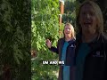 Arizona Gardeners! Protect Your Tomatoes from Frost – Here's How!