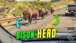 Bison Herd Walks Past Parked Truck