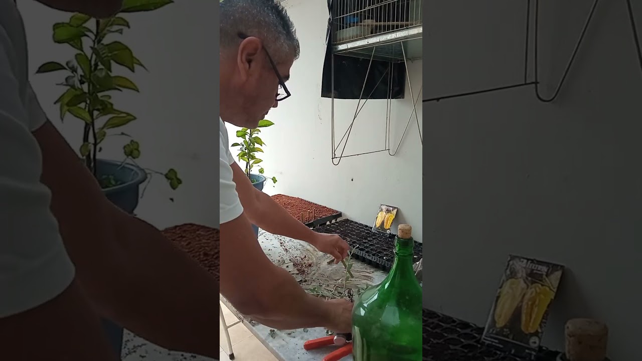 COMO FAZER MUDAS DE MIRTILO   #mirtilo #agriculture