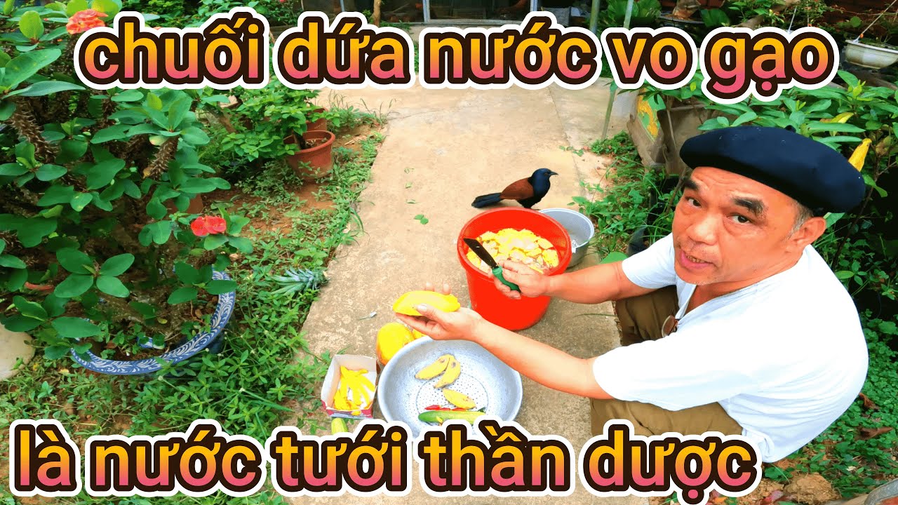 Cách ngâm ủ Ba loại, chuối, dứa ,nước vo gạo tạo nên phân tưới thần thánh cho hoa giấy và rau củ quả