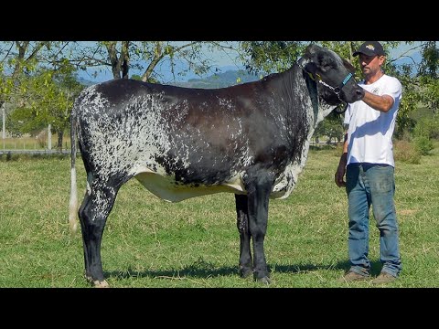 LOTE 21 • LEILÃO FAZENDA AGULHAS NEGRAS • DOMINGO 22 DE JUNHO   10 HORAS   REMATEWEB • 1173
