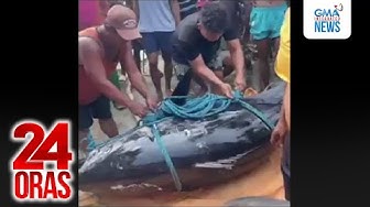 Thumbnail for Giant tunang 360kg ang bigat, nahuli sa Pasuquin | 24 Oras