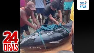 Giant Tunang 360Kg Ang Bigat, Nahuli Sa Pasuquin 24 Oras