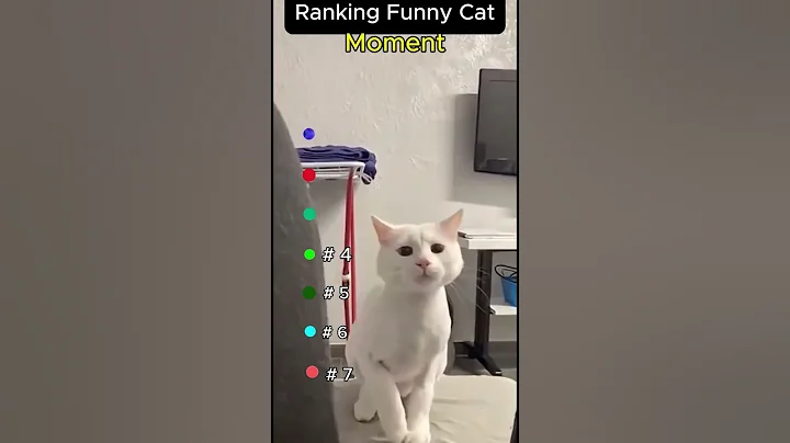 Video 11650011: laugh best funny cats, hilarious cat, funnycats