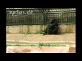 gorilla Гориллы