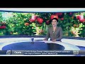 Правительство Грузии поможет фермерам продать нестандартные яблоки