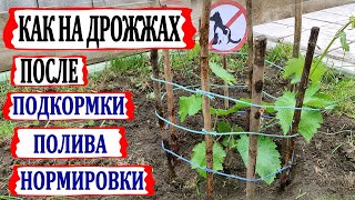 видео: 🍇 Как на дрожжах. Стремительный рост винограда после ПОЛИВА и  подкормки. Защита от собак и подвязка картинка: 🍇 Как на дрожжах. Стремительный рост винограда после ПОЛИВА и  подкормки. Защита от собак и подвязка