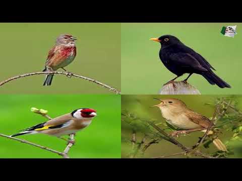 مقارنة نوطة لاشافر بين طائر الشحرور والعندليب وطائر التفاحي و طائر الحسون