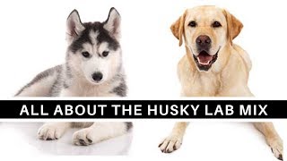 All About The Husky Lab Mix (Labsky)