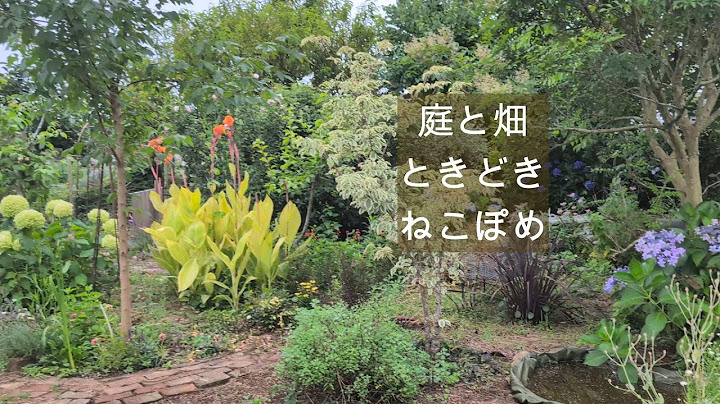 庭と畑ときどきねこぽめ　蓮の花　ビオトープ池づくり　庭散歩