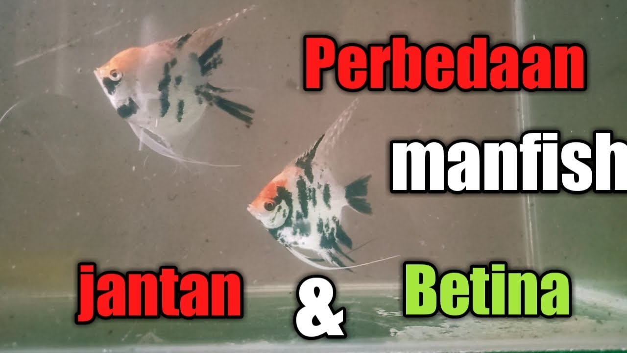 Cara Membedakan Ikan Manfish Jantan Dan Betina How To Different