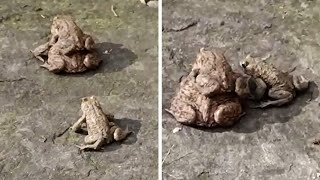 &#39;Third Wheel&#39; Frog Tries To Steal Another Frog&#39;s Mate In Germany #shorts