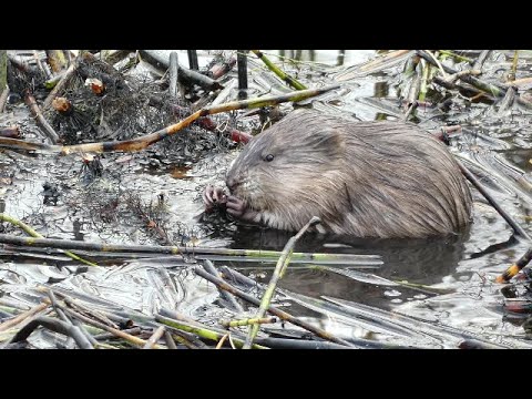 Video: Do Akej Triedy Zvierat Patrí Ondatra Pižmová?