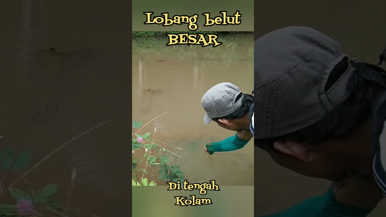 Jarang terjadi., Sarang belut besar terlihat jelas di tengah kolam 