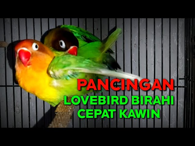 INTIP LOVEBIRD SEDANG KAWIN, SUARA AMPUH BUAT PANCINGAN LOVEBIRD AGAR CEPAT KAWIN class=