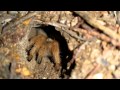 Tarantula at sabino canyon recreation area