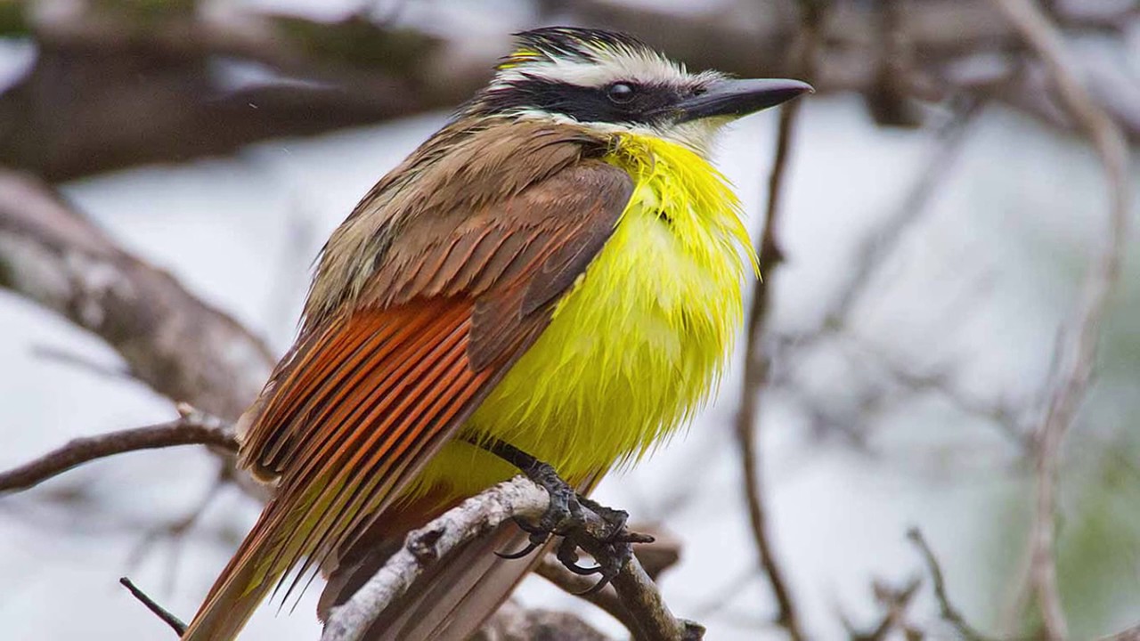 Bentsen Rio Grande Valley State Park