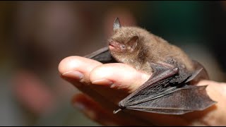 Bumblebee Bat Facts - The World’s Smallest Bat