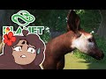 OKA-PANIC for the Okapi?!  🐼 Daily Planet Zoo! • Zoodesia! • Day 115
