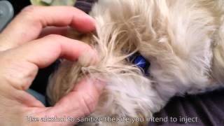 First Shots on 6-8 Weeks Maltipoo Puppies. Первые прививки Мальтезе 6-8 недель by Macy & Nala Adventure 9,190 views 8 years ago 2 minutes, 55 seconds