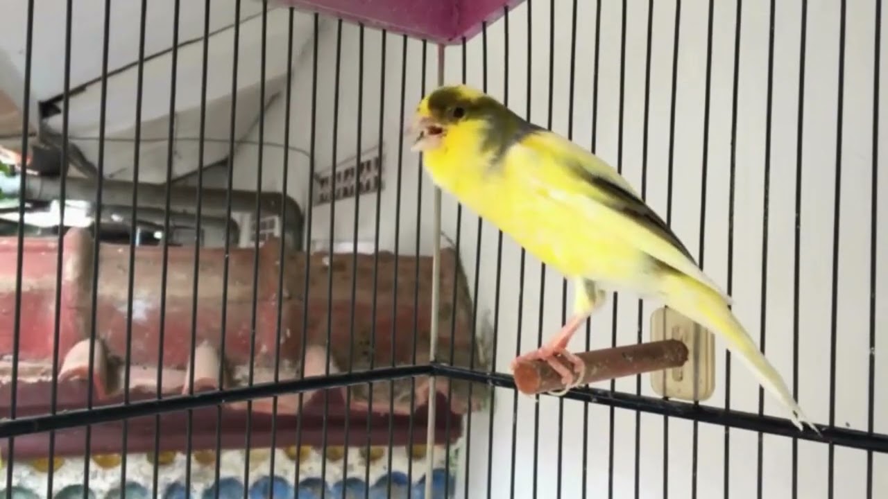 Melhor Som de Estímulo Para Canários Novatos