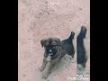 صوت الكلب للاطفال نباح الكلب اصوات الحيوانات للاطفال صوت كلب صوت الكلب للاطفال نباح الكلب اصوات الحيوانات للاطفال صوت كلب
