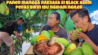 PANEN! RUJAK SAMBAL BAWANG GORENG MANGGA UTUH ASAM PEDAS BIKIN IBU NGIDAM