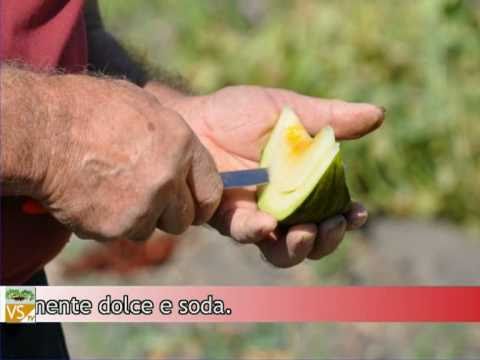 Video: Melone: derīgās īpašības Un Kontrindikācijas