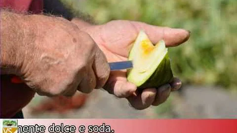 A quale categoria appartiene il melone?