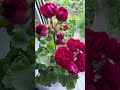Красавица ЮГ-Элина Быстрицкая