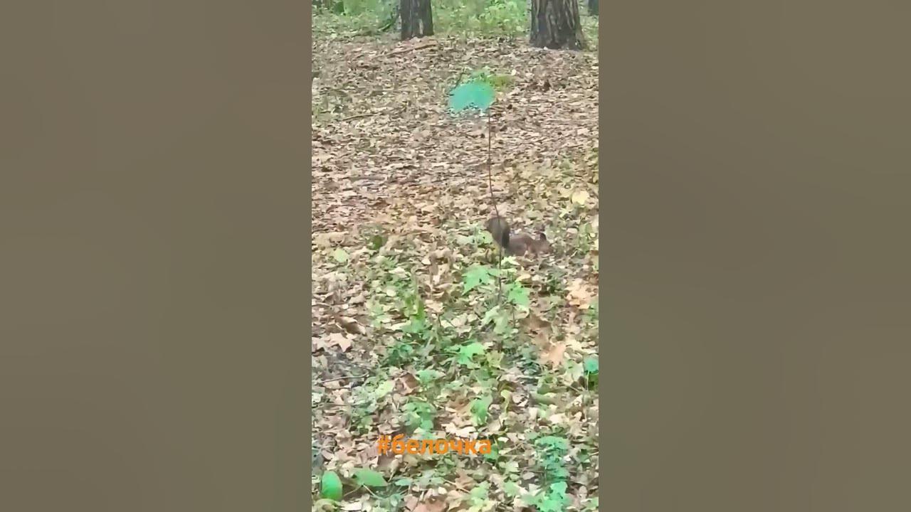 Однажды в лесу!) - YouTube