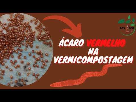 Vídeo: Ácaros do solo no composto - O que é um ácaro oribatídeo e como ele afeta o solo