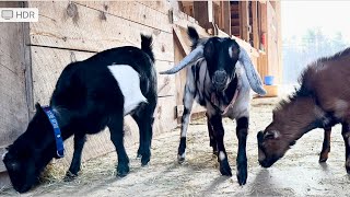 Goats make sweeping fun! by Sunflower Farm Creamery 122,563 views 2 months ago 4 minutes, 41 seconds