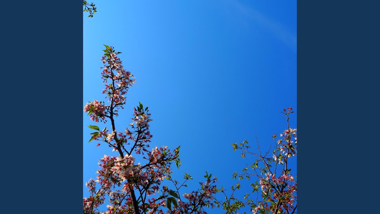 Watch 葉桜 on YouTube Watch 葉桜 on YouTube