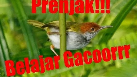Prenjak Lumut Paud/anakan Mulai Belajar Gacor