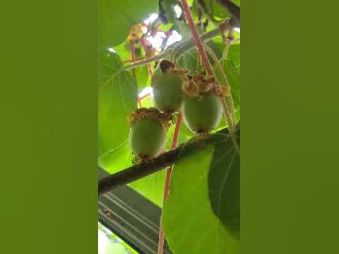 Киви на даче. Германия Gladbeck. 22.06.23. Сформировались плоды. - YouTube