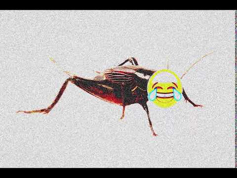 crickets-sound-effect-ear-rape