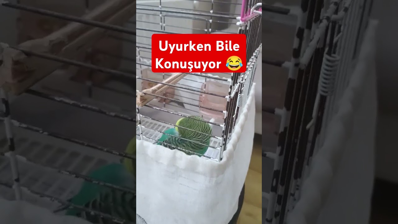 Muhabbet Kuşum Uykusunda Konuşuyor! 😍 Mırıldanıyor! #muhabbetkuşu #muhabbetkuşufıstık #birds