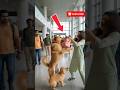 Airport Chaos Then The Dogs Exposed The Bomb Goldenretriever Rescue Animals 