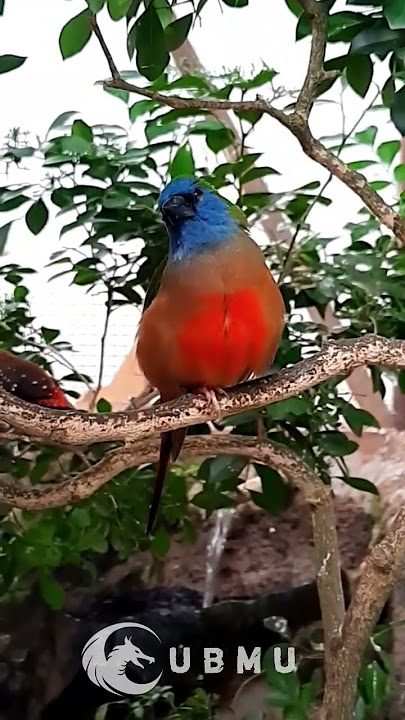 The sound of Bondol-green binglis birds