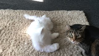 Cats React to Robot Cat Cats React to Robot Cat